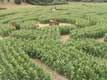 labyrinthe de ma�s / Belgique, Labyrinthus