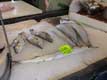 poissons sur glace