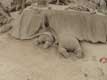 sous la nappe