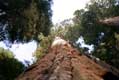 Tronc sequioa géant / USA, Californie, Sequoia national park