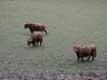 aurochs / Belgique, Han