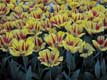 Tulipes jaunes et rouge / Hollande, Keukenhof