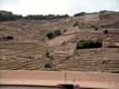 cultures de vignes