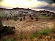 Plantations en terrasse / France, Languedoc Roussillon, Banyuls