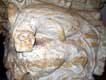 Lions, du Ma�tre de Cabestany / France, Pyr�n�es Orientales, Cabestany