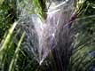 cocon de chenille processionnaire