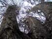 platane aux branches noueuses