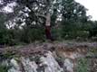 Chêne liège dont l'écorce a été prélevée (bouchons de liège) / France, Languedoc Roussillon, Perthus, Fort de Bellegarde