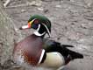 t�te de canard / France, Pyr�n�es Orientales
