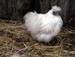 poule blanche / France, Pyr�n�es Orientales