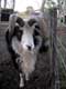 bouc aux cornes retourn�es / France, Pyr�n�es Orientales