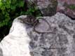 Lézards enlacés / France, Languedoc Roussillon, Villefranche de conflens