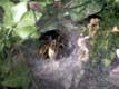 Araignée emportant sa proie dans son nid / France, Languedoc Roussillon, Narbonne
