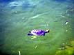 Cistude sortant la t�te de l'eau