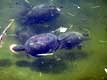 Cistudes � la longue queue pointue sous l'eau / France, Pyr�n�es Orientales, Sorede