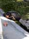 saumon au repas des platemydes de St Hilaire / France, Pyr�n�es Orientales, Sorede