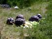 repas salade des tortues rayonn�es / France, Pyr�n�es Orientales, Sorede