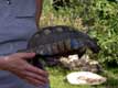 Tortue Bord�e / France, Pyr�n�es Orientales, Sorede
