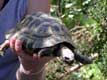 Tortue des steppes gesticule