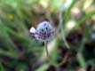 bouton Vall�e des tortues / France, Pyr�n�es Orientales, Sorede