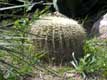 cactus Vall�e des tortues