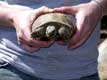 Petite tortue dans la main, Vallée des tortues