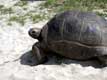 tortue �l�phantine