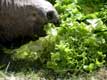 Goulue tortu éléphantine / France, Languedoc Roussillon, Sorede