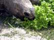 Salade pour tortue éléphantine