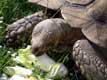 Endives en repas pour la tortue éléphantine / France, Languedoc Roussillon, Sorede