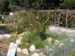 grenadier / France, Pyr�n�es Orientales, Sorede
