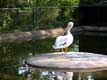P�lican blanc / Canada, Quebec, Granby, Zoo