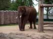 �l�phant / Canada, Quebec, Granby, Zoo
