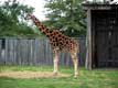 girafe / Canada, Quebec, Granby, Zoo