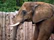 Tête d'éléphant / Canada, Quebec, Granby, Zoo
