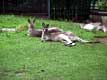 Kangourous couchés / Canada, Quebec, Granby, Zoo