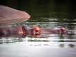 Hippopotames dans l'eau / Canada, Quebec, Granby, Zoo