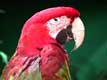 Tête de perroquet rouge / Canada, Quebec, Granby, Zoo