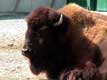 Tête de bison / Canada, Quebec, Granby, Zoo