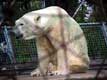 ours blanc / Canada, Quebec, Granby, Zoo