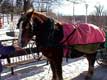 cheval harnach� et couvert pour l'hiver / Canada, Quebec, Montreal, Mont Royal
