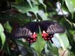 papillon noir et rouge / France, Bretagne, Blain