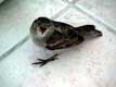 moineau