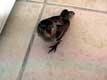 moineau