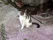 chatte / France, Bretagne, Redon