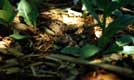 Oisillons de la grive dans leur nid / Canada, Montreal, Jardin Botanique
