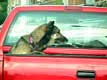 Chien � l'arri�re d'une camionette rouge / USA, Plattsburg