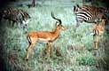Zebres et gazelles