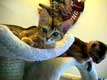 Bébés chats