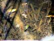 Petite grenouille verte / Espagne, Ampurias